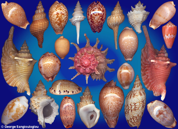 Some Seashells from 2-6 August 2026 auction.