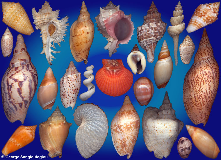 Some Seashells from 7-11 December 2025 auction.