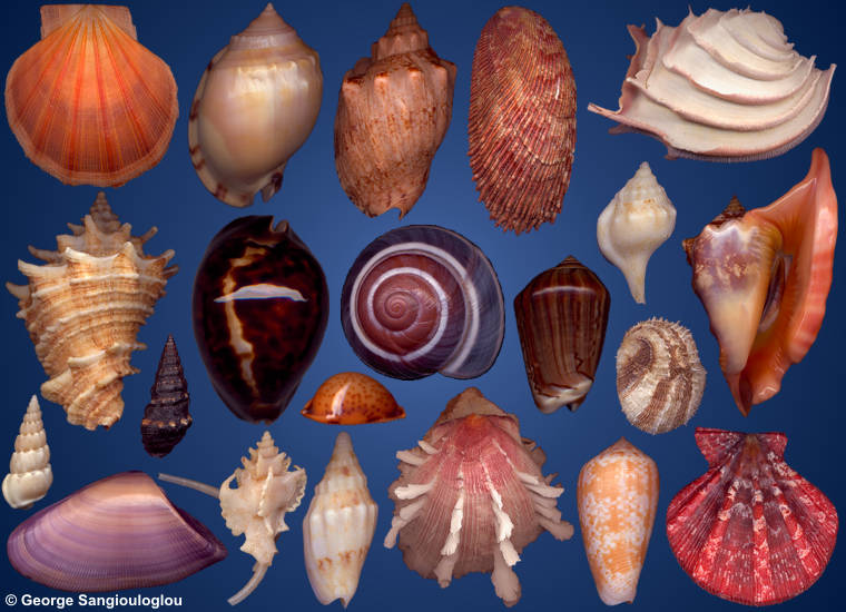 Some Seashells from 5-9 February 2012 auction.