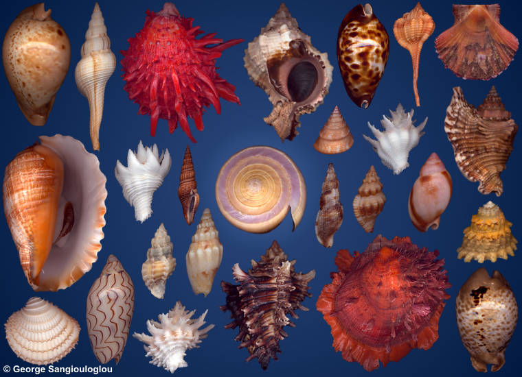 Some Seashells from 4-8 July 2010 auction.