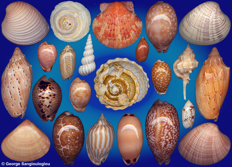 Some Seashells from 5-9 July 2026 auction.