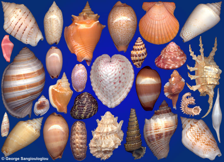 Some Seashells from  5-9 June 2022 auction.