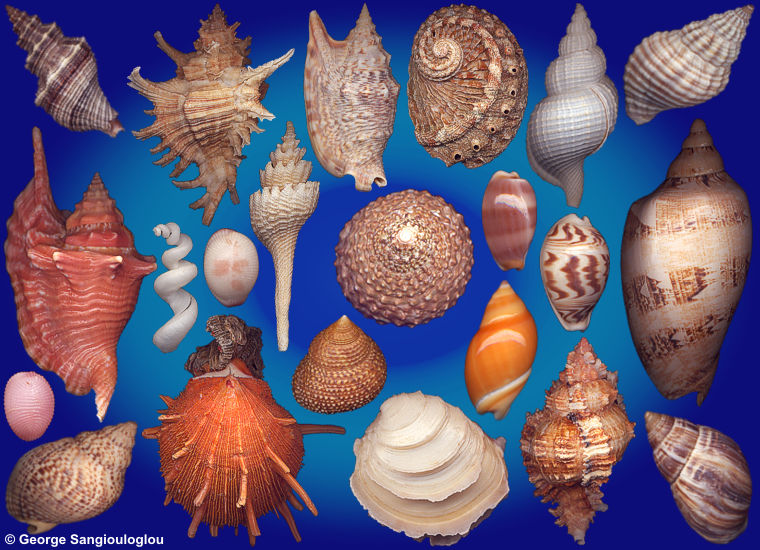 Some Seashells from 7-11 June 2026 auction.