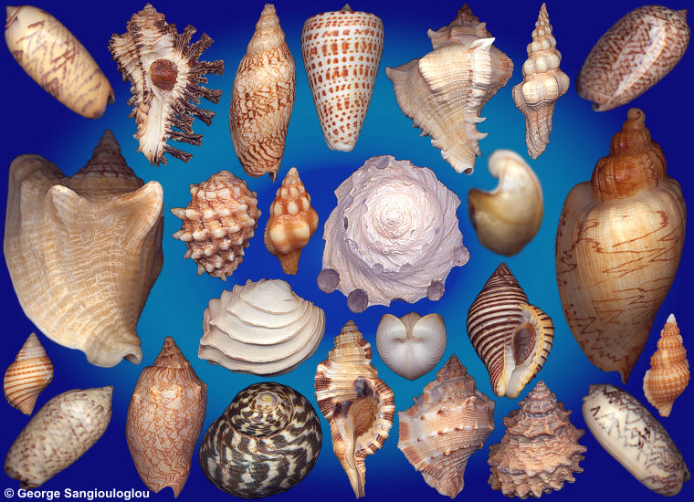 Some Seashells from 3-7 May 2026 auction.