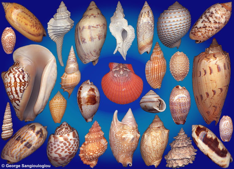 Some Seashells from 6-10 September 2026 auction.