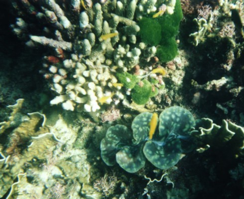 Tridacna Squamosa from Similan Isl. 1