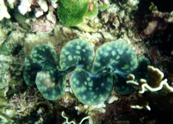 Tridacna Squamosa from Similan Isl. 2