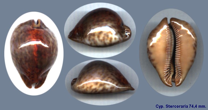 Cypraea Stercoraria 744