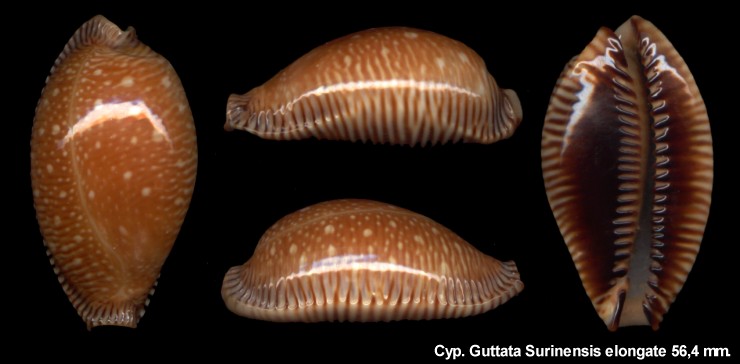 Cypraea Guttata Surinensis elongate