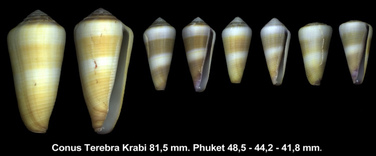 Conus Terebra