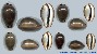 Cypraea Lurida
