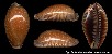 Cypraea Guttata Surinensis