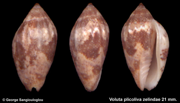 Voluta plicoliva zelindae 21 mm.