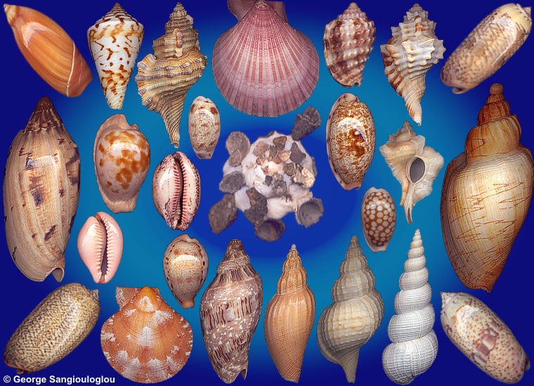 Some Seashells from 4-8 October 2026 auction.